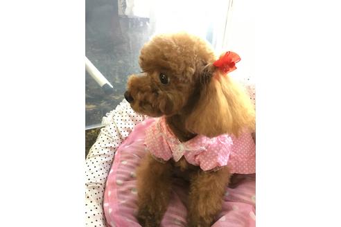 販売中のティーカッププードルの親犬