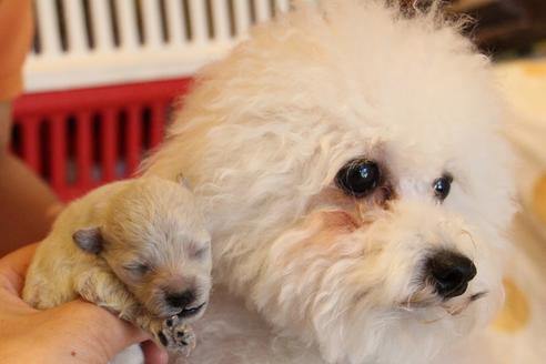 販売中のトイプードルの親犬