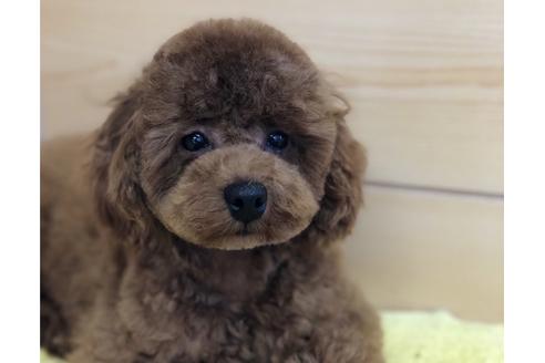 販売中のティーカッププードルの親犬