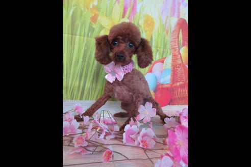 販売中のトイプードルの親犬