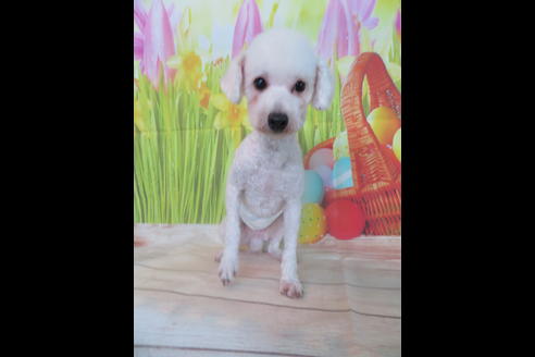 販売中のトイプードルの親犬