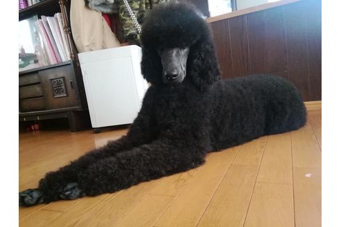 販売中のスタンダードプードルの親犬