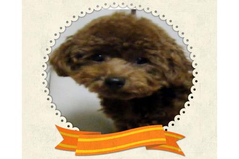 販売中のトイプードルの親犬