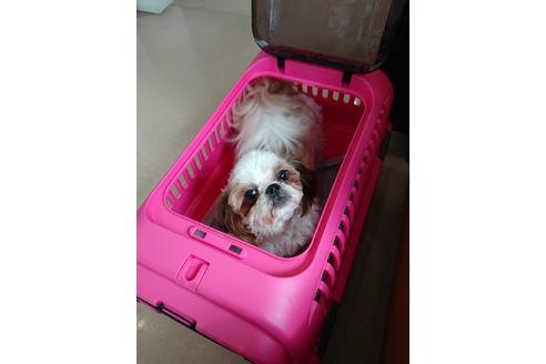 販売中のシーズーの親犬