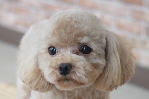 販売中のトイプードルの親犬