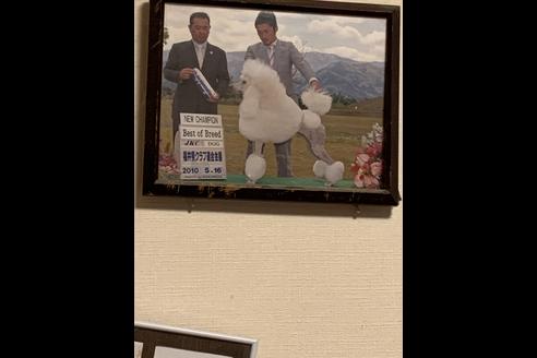 販売中のスタンダードプードルの親犬