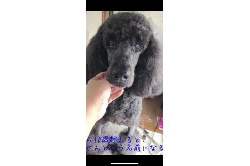 販売中のスタンダードプードルの親犬