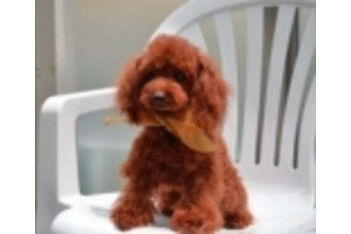 販売中のトイプードルの親犬