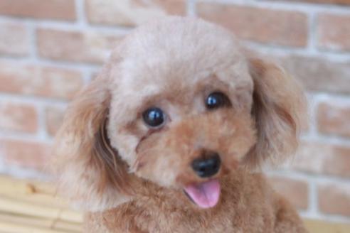 販売中のトイプードルの親犬