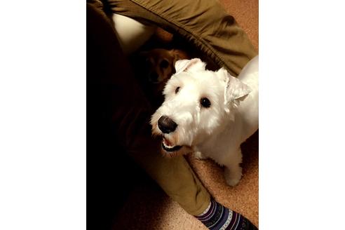 販売中のミニチュアシュナウザーの親犬