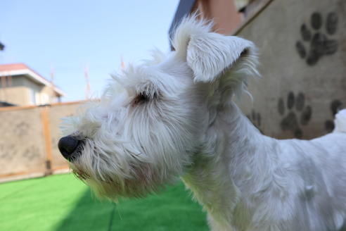 販売中のミニチュアシュナウザーの親犬