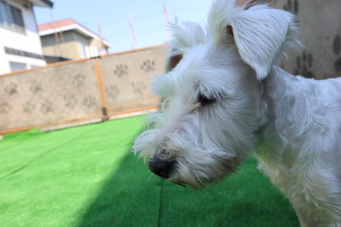 販売中のミニチュアシュナウザーの親犬