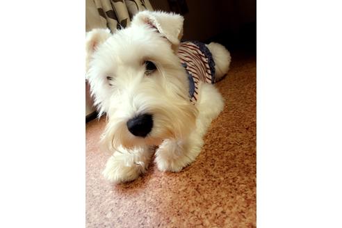 販売中のミニチュアシュナウザーの親犬