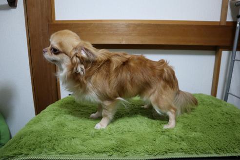 販売中のポメチワ:ポメラニアン×チワワの親犬