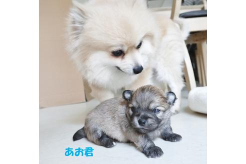 販売中のポメチワ:ポメラニアン×チワワの親犬