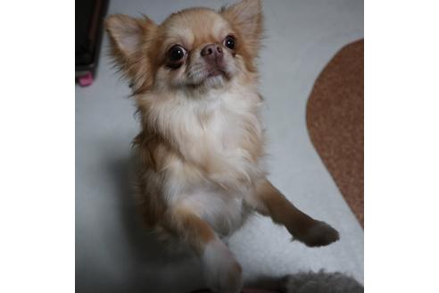 販売中のチワワ(ロングコート)の親犬