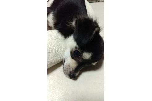 販売中のチワワ(ロングコート)の親犬