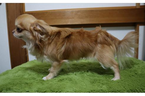 販売中のチワワ(ロングコート)の親犬