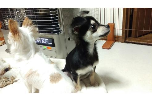 販売中のチワワ(ロングコート)の親犬