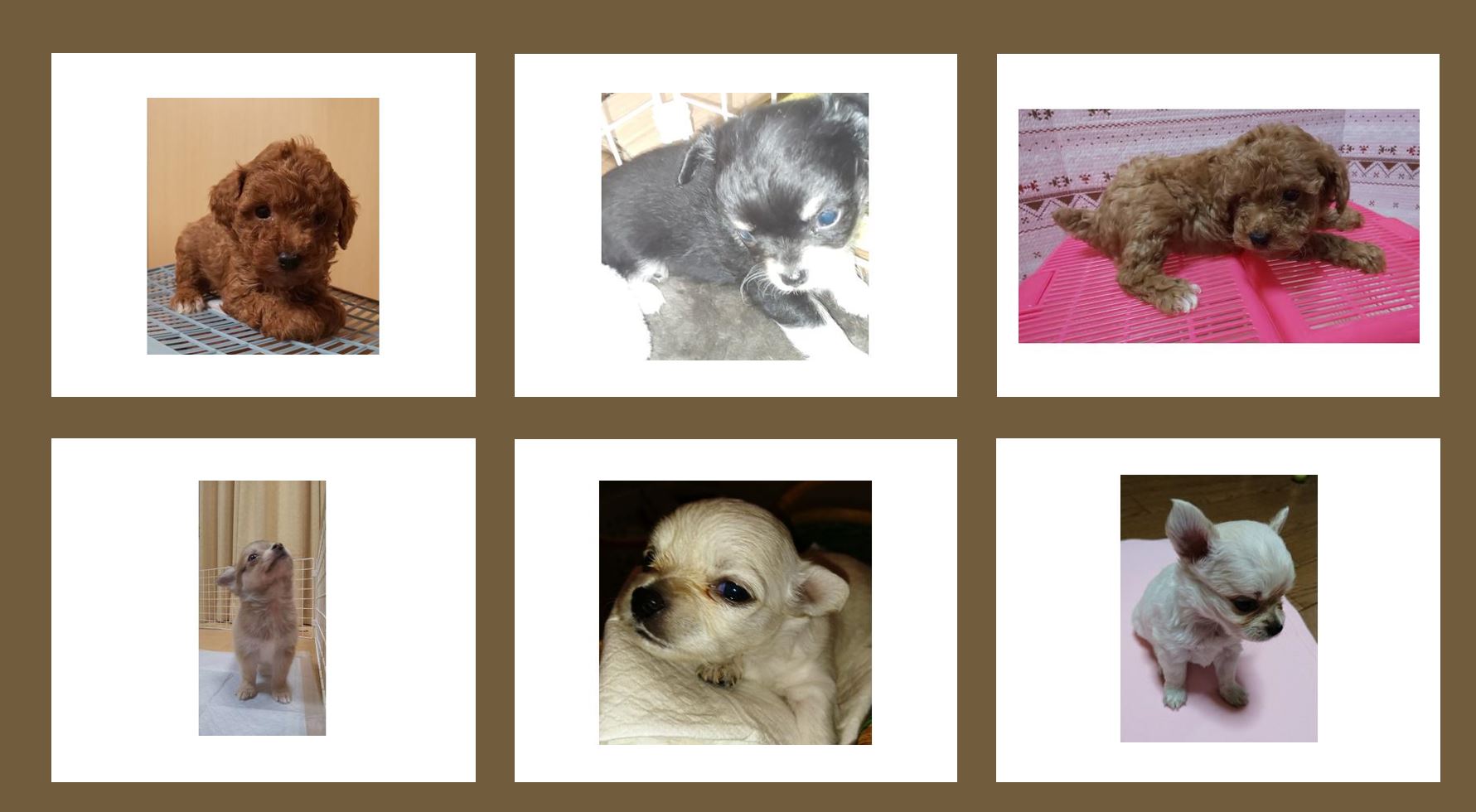 冨田ブリーダー