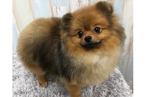 販売中のポメラニアンの親犬