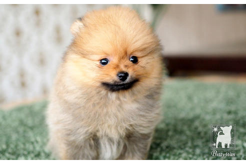 オーダー受付　ポメラニアン　5/31 Amazon.co.jp: デビカ 名札 キーホルダー 8本入 133409 : 文房具