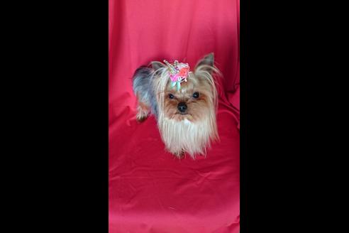 販売中のヨークシャーテリアの親犬