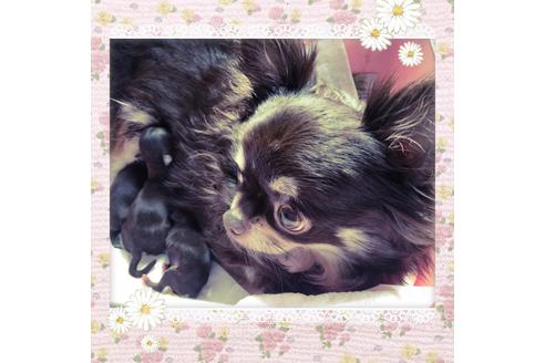 販売中のチワワ(ロングコート)の親犬