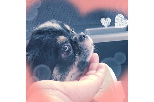 販売中のチワワ(ロングコート)の親犬