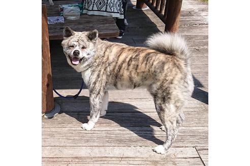 販売中の秋田犬の親犬