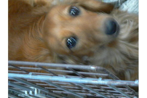 販売中のミニチュアダックスフンド(ロングヘアード)の親犬