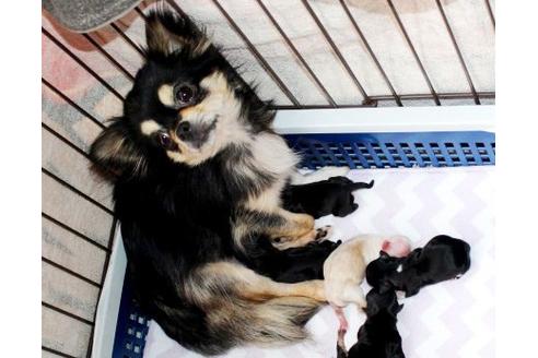 販売中のチワワ(ロングコート)の親犬