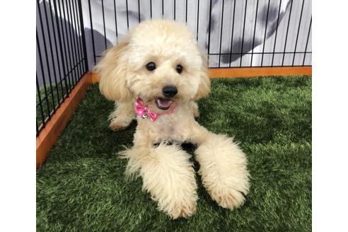 販売中のマルプー:マルチーズ×トイプードルの親犬