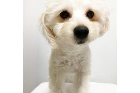 販売中のポメプー:ポメラニアン×トイプードルの親犬