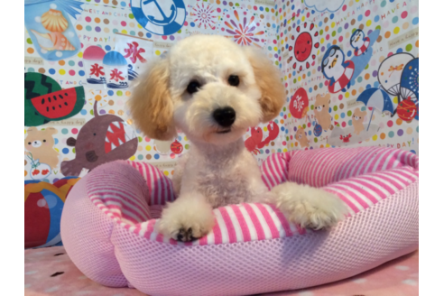 販売中のマルプー:マルチーズ×トイプードルの親犬