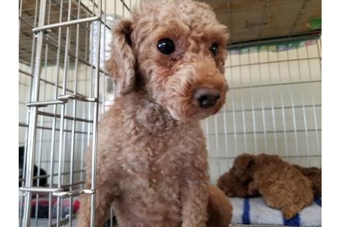 販売中のトイプードルの親犬