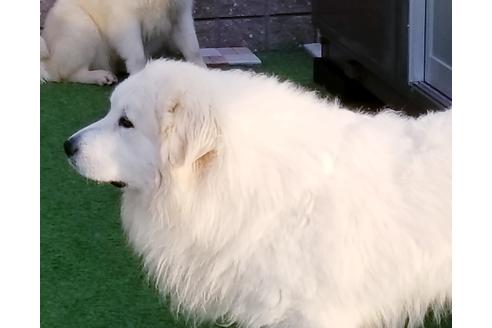 販売中のグレートピレニーズの親犬