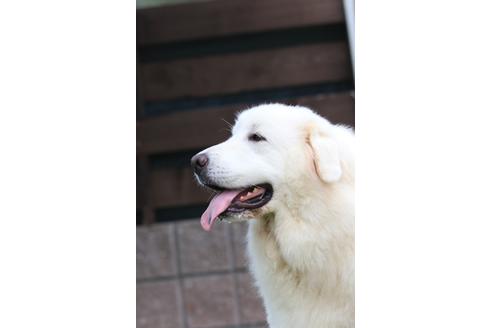 販売中のグレートピレニーズの親犬