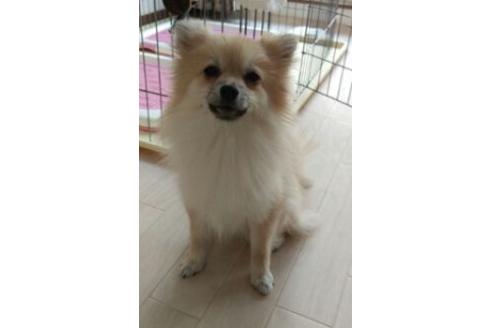 販売中のポメチワ:ポメラニアン×チワワの親犬