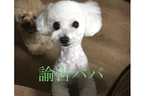 販売中のトイプードルの親犬