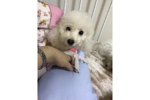 販売中のトイプードルの親犬