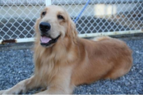 販売中のゴールデンレトリーバーの親犬