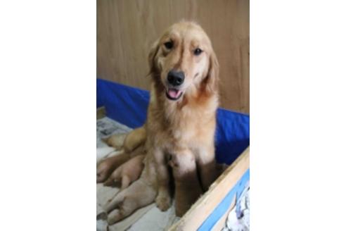 販売中のゴールデンレトリーバーの親犬