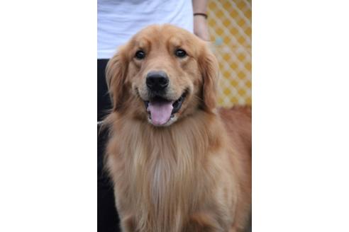 販売中のゴールデンレトリーバーの親犬