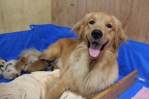 販売中のゴールデンレトリーバーの親犬