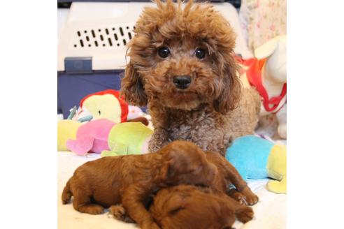 販売中のトイプードルの親犬