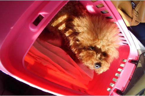 販売中のトイプードルの親犬