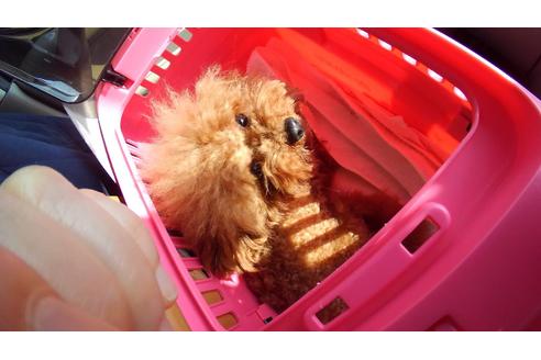 販売中のトイプードルの親犬