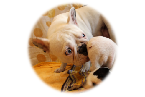 販売中のフレンチブルドッグの親犬