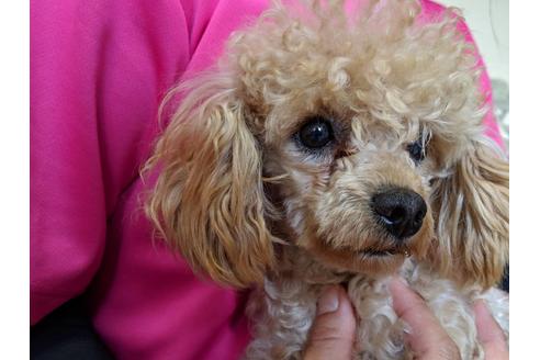 販売中のトイプードルの親犬